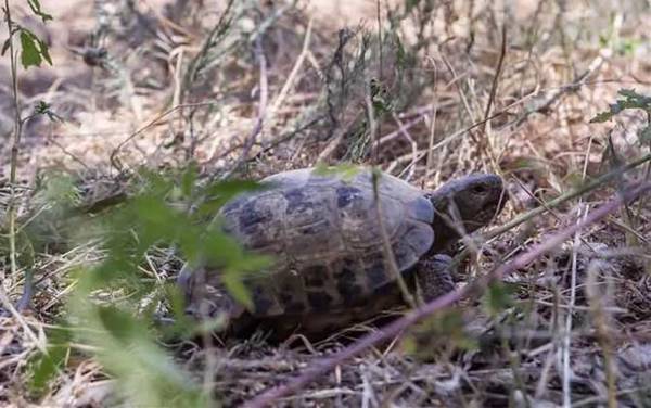 四爪陆龟是什么龟?