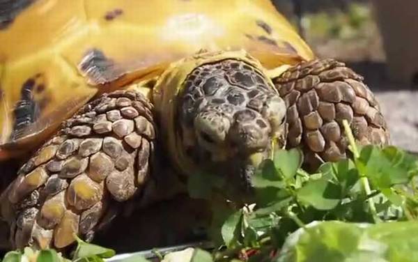 俄罗斯陆龟是什么龟?