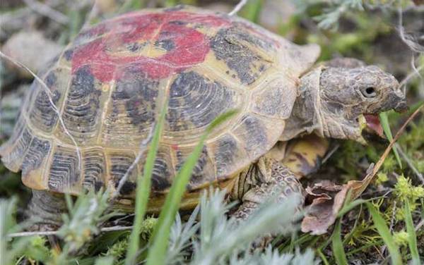 俄罗斯陆龟是什么龟?