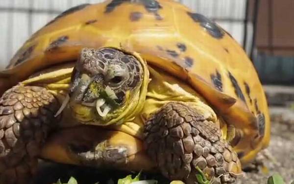 俄罗斯陆龟是什么龟?