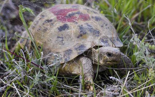 俄罗斯陆龟是什么龟?