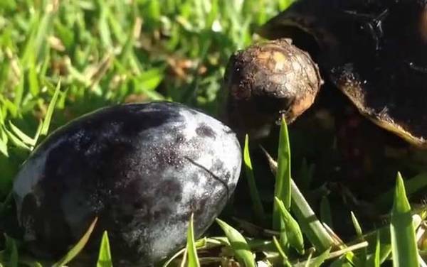 红腿陆龟是什么龟?