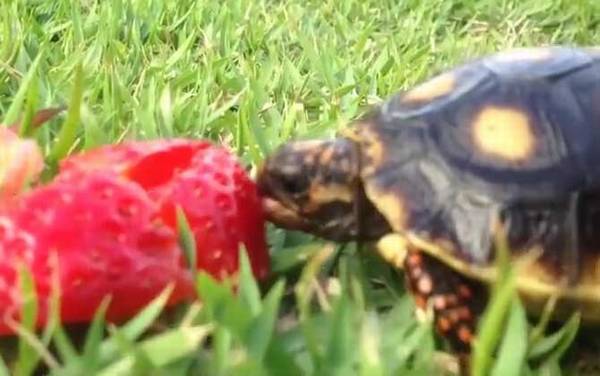 红腿陆龟是什么龟?