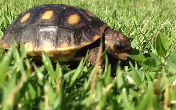 红腿陆龟是什么龟?