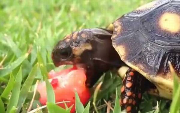 红腿陆龟是什么龟?