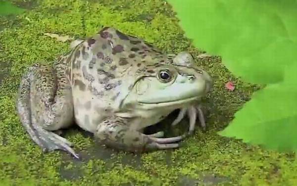 牛蛙是什么动物?