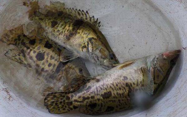 钓桂鱼用什么饵料?