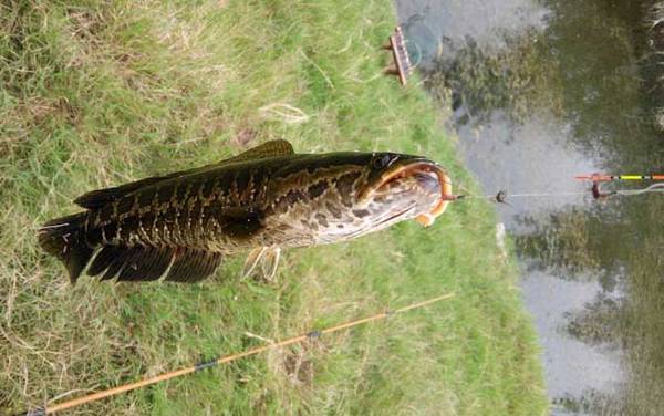 钓黑鱼用什么饵料最好?