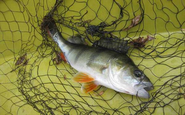 钓鲈鱼用什么饵料?