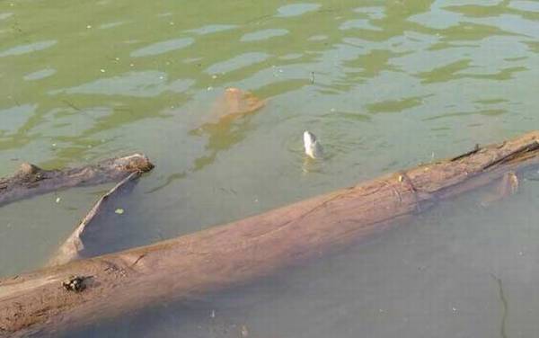 罗非鱼用什么打窝?