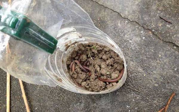 钓黄鳝用什么饵料?