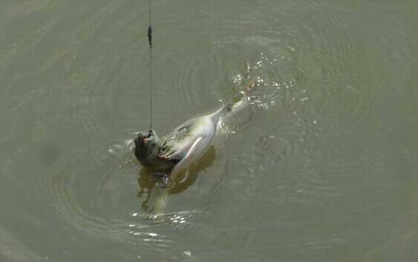 钓甲鱼用什么饵料?