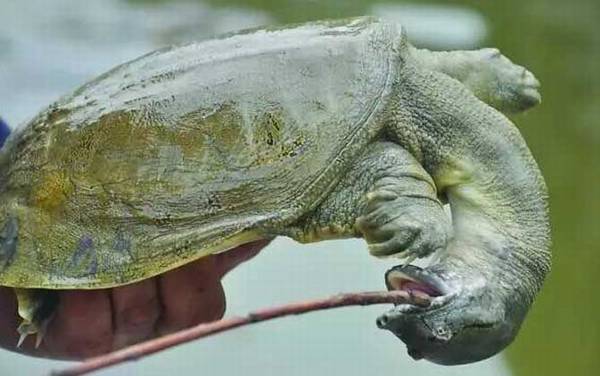 钓甲鱼用什么饵料?