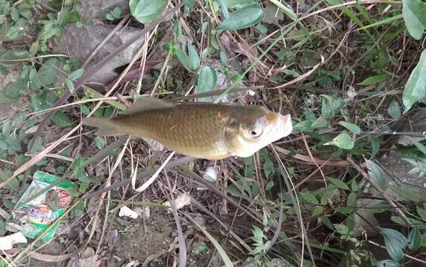 ������ʲôСҩ�ã�