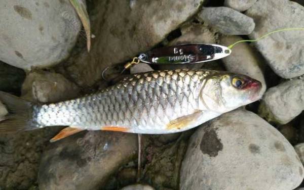 倒刺鲃鱼吃什么饵料?