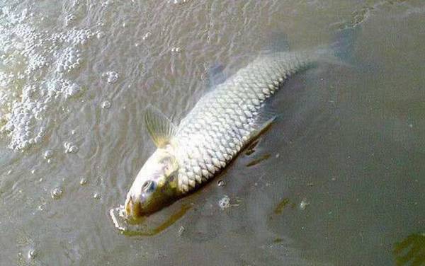 倒刺鲃鱼吃什么饵料?