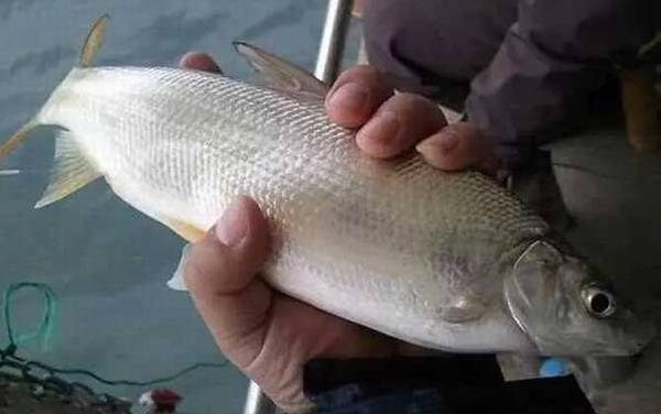 黄尾鲴的钓法和饵料配方