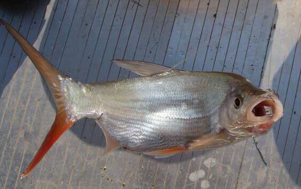 钓红尾鱼哪种饵料最好?