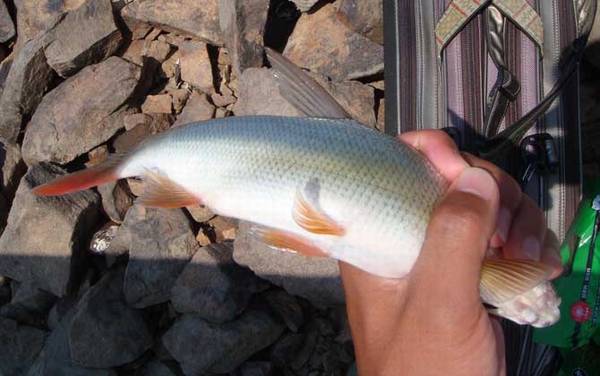 钓红尾鱼哪种饵料最好?