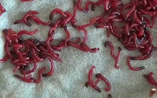 钓鱼红虫怎么养?