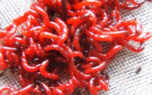 红虫放冰箱有什么危害?