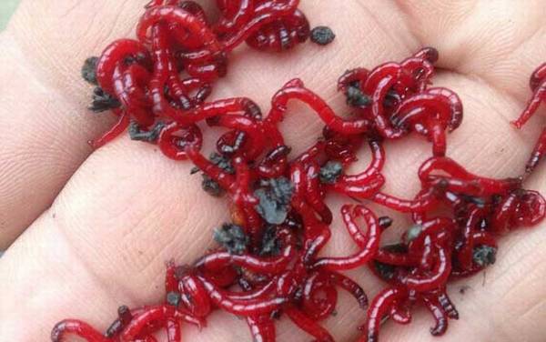 红虫放冰箱有什么危害?