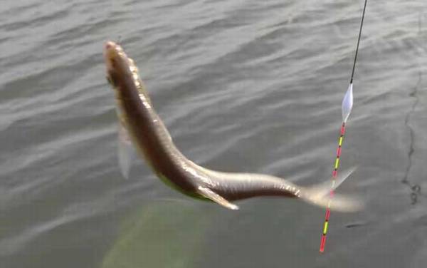 红虫钓什么鱼效果最好?