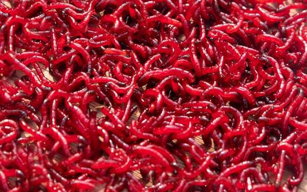 红虫会寄生到人体内吗?