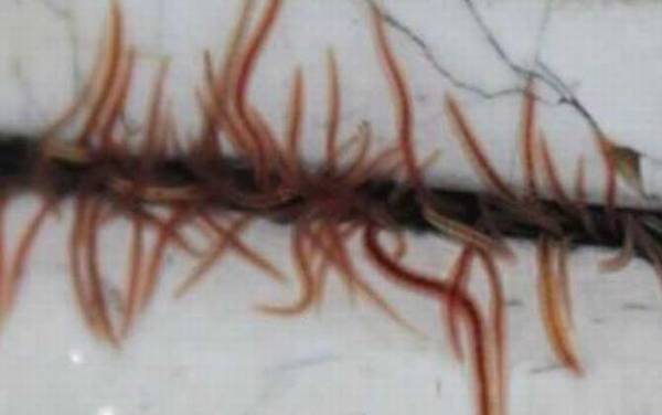 红线虫会钻进人体吗?