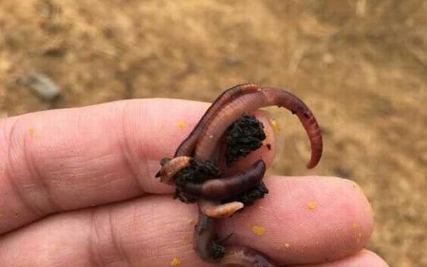 冬季钓鱼用红虫还是蚯蚓?