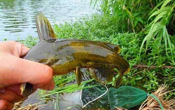 夏季钓鱼用红虫还是蚯蚓?