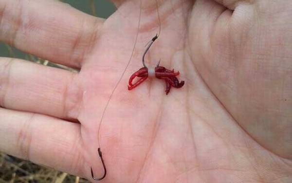 秋季钓鱼用红虫还是蚯蚓?