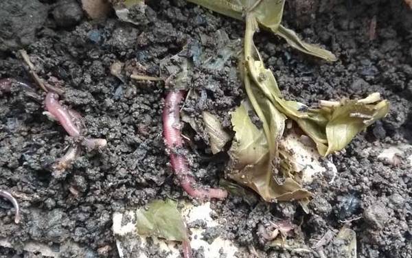 钓鲫鱼用蚯蚓好还是红虫好?