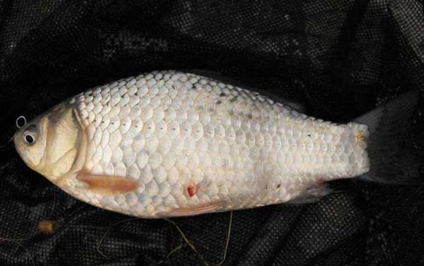 红虫颗粒打窝能钓什么鱼?