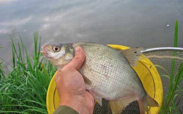 红虫颗粒打窝能钓什么鱼?