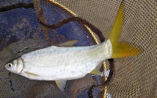 红虫颗粒打窝能钓什么鱼?