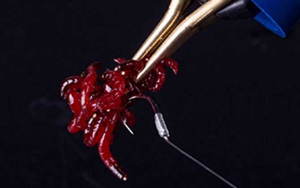 鲤鱼最爱吃的天然饵料有哪些?