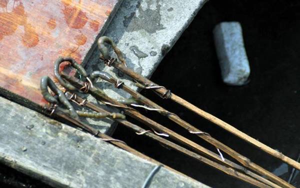 黄鳝喜欢吃什么诱饵?