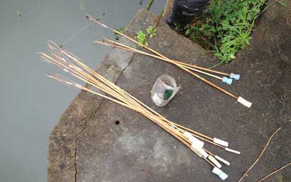 钓黄鳝用猪肝可以吗?