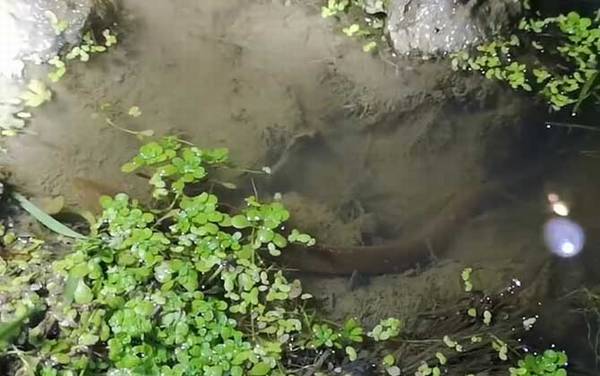 钓黄鳝用猪肝可以吗?