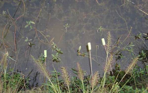钓黄鳝用猪肝可以吗?