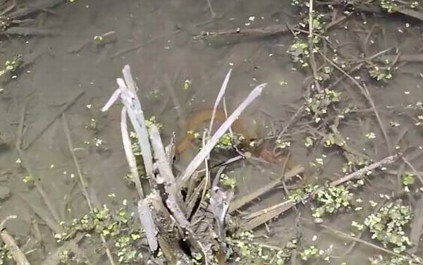 钓黄鳝用猪肝可以吗?