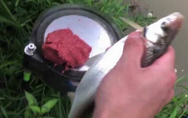 鲴鱼喜欢什么味型的饵料?