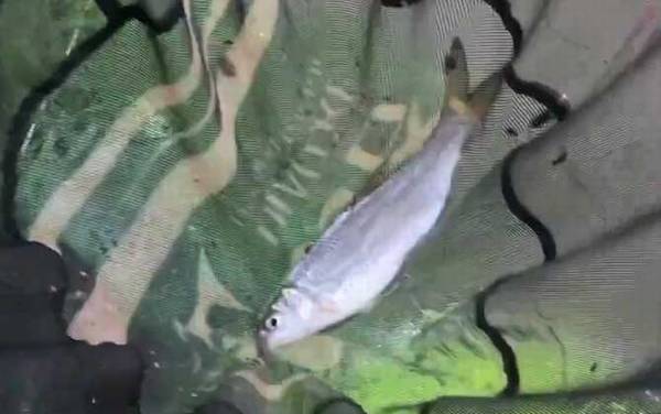 鲴鱼喜欢什么味型的饵料?