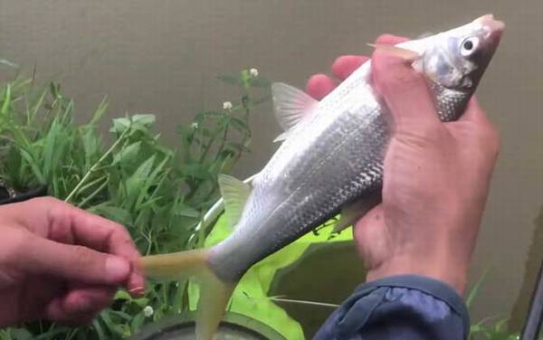 鲴鱼喜欢什么味型的饵料?