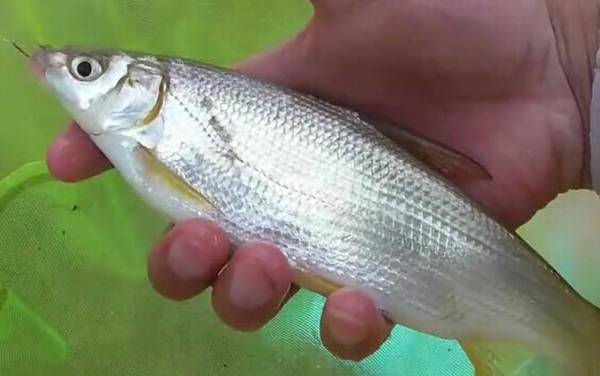 鲴鱼用什么打窝最好钓?