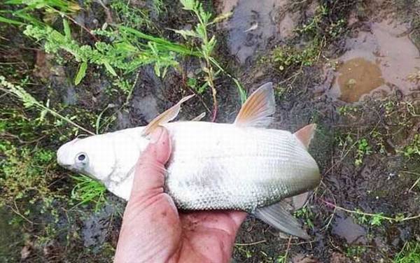 ��β�㰮��ʲô���ϣ�