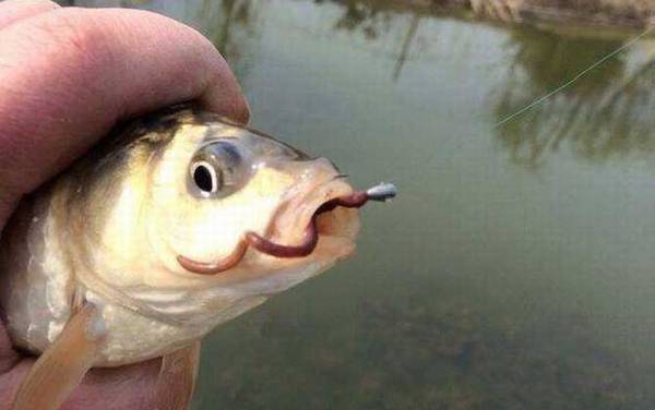 新手野钓用什么鱼饵最好?