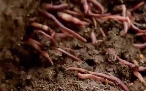 蚯蚓养殖的市场前景怎么样?