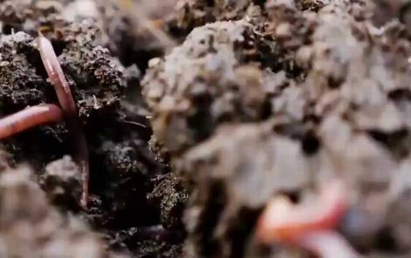 蚯蚓养殖的市场前景怎么样?